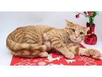 Adopt Spicy Tuna Roll - 10A a Orange or Red Tabby Domestic Shorthair / Mixed cat