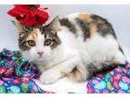 Adopt Cali XXII a Domestic Shorthair / Mixed cat in Muskegon, MI (39753941)