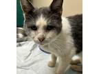 Adopt Milo a Gray or Blue (Mostly) Domestic Shorthair (short coat) cat in