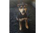 Adopt Pizza the Hutt a Shepherd (Unknown Type) / Mixed dog in Fort Lupton
