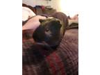 Adopt Junior a Guinea Pig small animal in Fayetteville, TN (40086393)