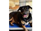 Adopt Bobby a Hound (Unknown Type) / Mixed Breed (Medium) / Mixed dog in