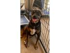 Adopt Bobby a Hound (Unknown Type) / Mixed Breed (Medium) / Mixed dog in