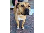 Adopt HONEY LEMON a Brown/Chocolate Rhodesian Ridgeback / Black Mouth Cur /