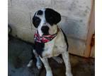 Adopt Casanova a Black - with White Labrador Retriever / Boxer / Mixed dog in