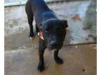 Adopt Gronk a Black Labrador Retriever / Mixed dog in Brownsville, TN (39918653)