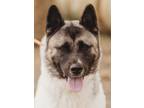 Adopt Kira a Tan/Yellow/Fawn Akita / Mixed dog in Klondike, TX (40288513)