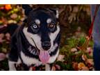 Adopt Riley a Black - with White Husky / German Shepherd Dog / Mixed dog in