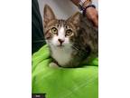 Adopt Sami a Brown Tabby Domestic Shorthair (short coat) cat in Key Largo