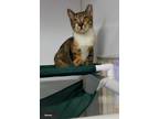 Adopt Simone a Calico or Dilute Calico Domestic Shorthair (short coat) cat in