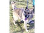 Adopt MALPHIE a Tricolor (Tan/Brown & Black & White) Belgian Shepherd / German