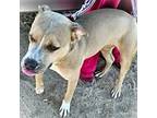 Adopt DANDIE a Tan/Yellow/Fawn Pit Bull Terrier / Mixed dog in Portland