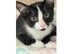 Adopt Scotch Bonnet (adoption approved!) a All Black Domestic Shorthair /