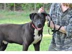 Adopt Buddy a Black - with White Mutt / Labrador Retriever / Mixed dog in