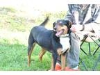Adopt Brewster a Tricolor (Tan/Brown & Black & White) Mutt / Beagle / Mixed dog