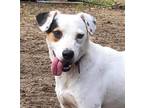 Adopt Sadie a Tricolor (Tan/Brown & Black & White) Mutt / Jack Russell Terrier /