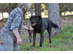 Adopt Frank a Black Mutt / Labrador Retriever / Mixed dog in Antlers