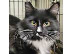 Adopt Reece a Black & White or Tuxedo Domestic Mediumhair cat in Buhl
