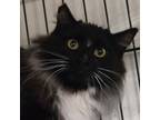 Adopt Rio a Black & White or Tuxedo Domestic Mediumhair cat in Buhl
