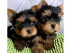 IJMS Teacup Yorkshire Terrier Puppies
