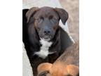 Adopt Chocodile a Cattle Dog / Labrador Retriever / Mixed dog in Fort Lupton