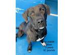 Adopt Boogey a Black - with White Pit Bull Terrier / Labrador Retriever dog in