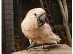 Adopt Dusty a Cockatoo bird in Elizabeth, CO (33519075)