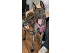 Adopt Mia Sue a Brindle Dutch Shepherd / Mixed dog in Hollywood, FL (39554069)