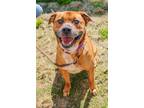 Adopt Morty a Brown/Chocolate Mixed Breed (Large) / Mixed dog in Chamblee