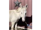 Adopt Ingelosi a White Donkey/Mule/Burro/Hinny horse in Greeneville