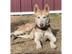 Adopt Rosie a Tan/Yellow/Fawn - with White Husky / Mixed dog in Greeneville