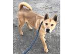 Adopt Tucker a Tan/Yellow/Fawn Chow Chow / Husky / Mixed dog in Greeneville