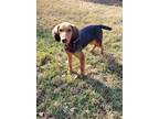 Adopt Max a Black Beagle / Mixed dog in Fairfax, VA (40071884)