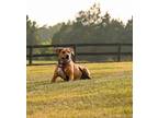 Adopt Bailey a Brown/Chocolate Hound (Unknown Type) / Mixed dog in Fairfax
