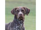 Adopt Brown a Brown/Chocolate - with White German Shorthaired Pointer / Mixed