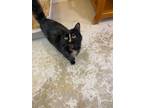 Adopt Cleo a Domestic Longhair / Mixed (short coat) cat in Bourbonnais