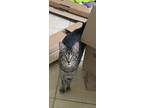 Adopt Arriba a Gray, Blue or Silver Tabby Domestic Shorthair (short coat) cat in