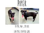 Adopt Piper a Mixed Breed (Medium) / Mixed dog in Albany, GA (40277374)