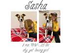 Adopt Sasha a Mixed Breed (Medium) / Mixed dog in Albany, GA (40277373)