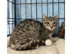 Adopt Sparky a Gray, Blue or Silver Tabby Domestic Shorthair / Mixed cat in