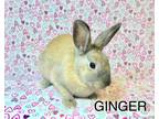 Adopt Ginger a Orange Other/Unknown / Mixed (short coat) rabbit in lake