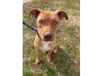 Adopt Angel a Red/Golden/Orange/Chestnut - with White Pit Bull Terrier / Mixed