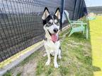Adopt ZEUS a Black Siberian Husky / Mixed dog in Tustin, CA (40073342)