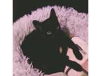 Adopt Cher a Black (Mostly) Domestic Shorthair cat in Arlington/Ft Worth