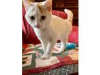 Adopt Cheeto a White (Mostly) American Shorthair / Mixed (short coat) cat in