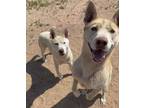 Adopt BASS & TENOR a Tan/Yellow/Fawn - with White Siberian Husky / Mixed dog in