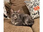 Adopt Paddington a Gray, Blue or Silver Tabby Domestic Shorthair (short coat)