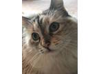 Adopt Iris a Tortoiseshell Ragdoll / Mixed (short coat) cat in Morgan Hill