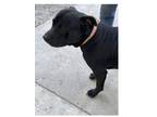 Adopt Bentley a Black - with White American Staffordshire Terrier / Border