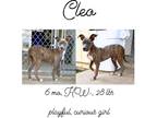 Adopt Cleo a Mixed Breed (Medium) / Mixed dog in Albany, GA (40266862)